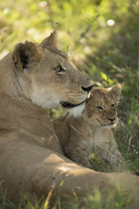 lioness